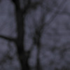 Louise Dudis, Tree 11, 2009